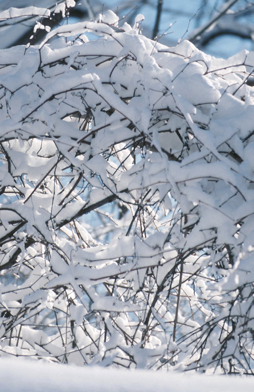 Ice-coated branches after a winter storm